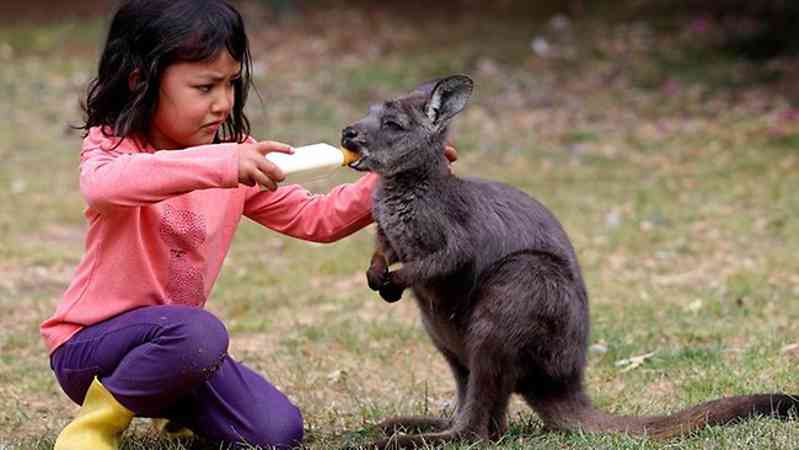 fëmijë-australian-duke-ushqyer-kafshën-e-vet